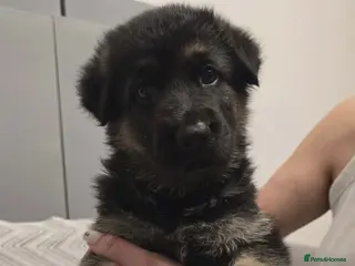 German Shepherd dogs 6 beautiful German Shepherd puppies - Advert 1