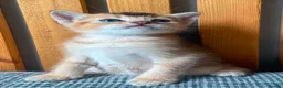 Abyssinian cats for sale: Beautiful British Shorthair x Abyssinian Kittens - Advert 11