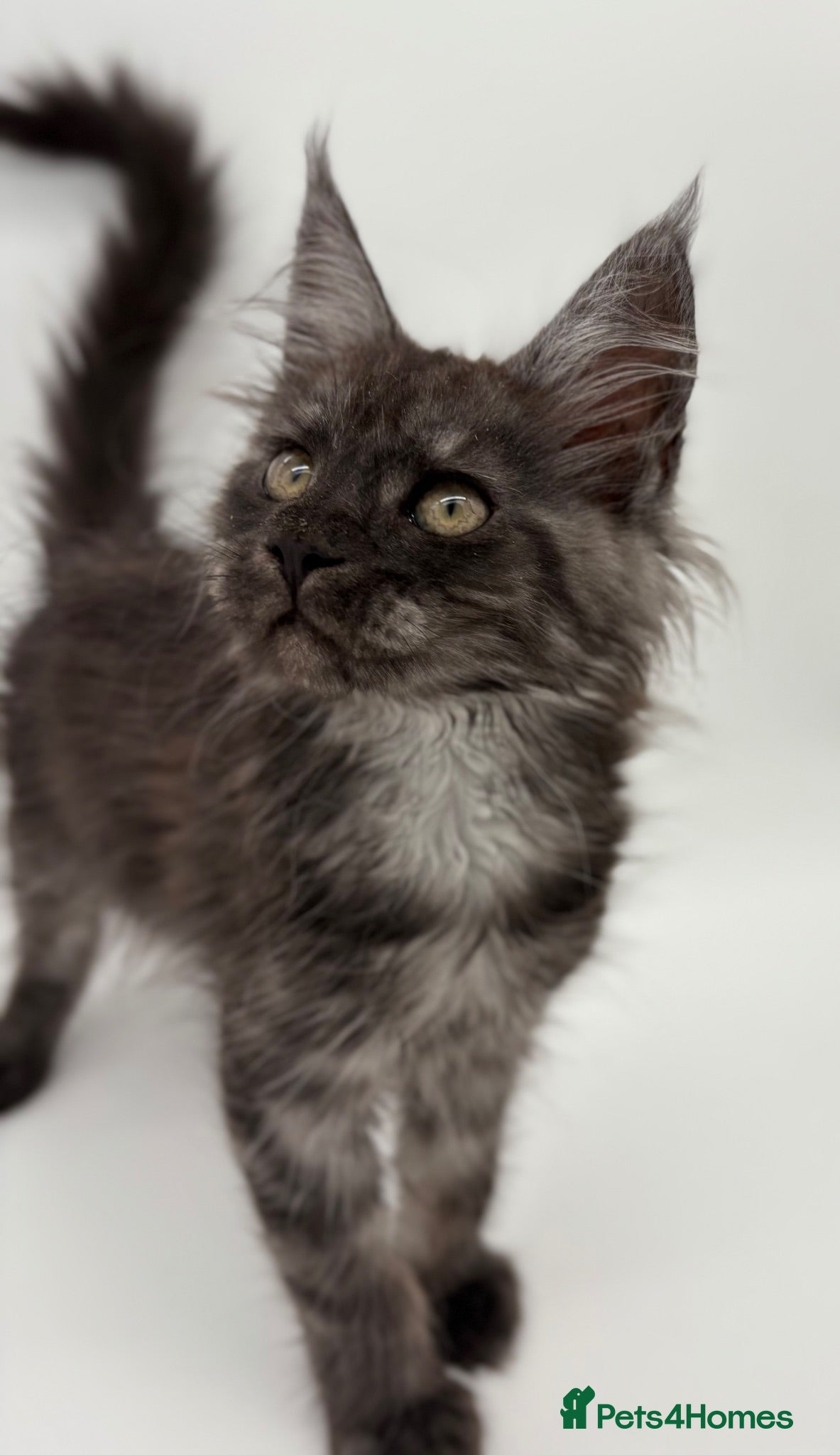 Maine Coon cats Maine coon kittens for sale READY 8TH AUGUST - Advert 4