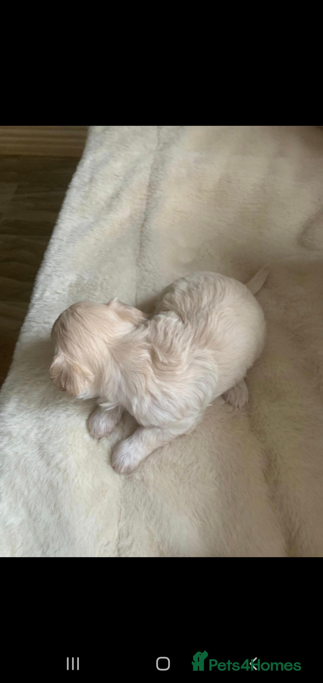 Chipoo dogs for sale: Beautiful Chipoo puppies.  - Image 13
