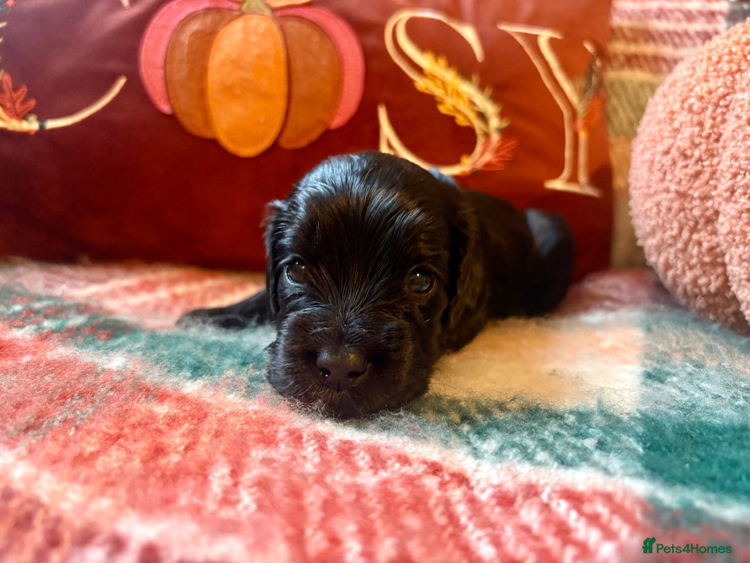Cocker Spaniel dogs for sale: Beautiful Show Type Cocker Spaniel Puppies - Image 12