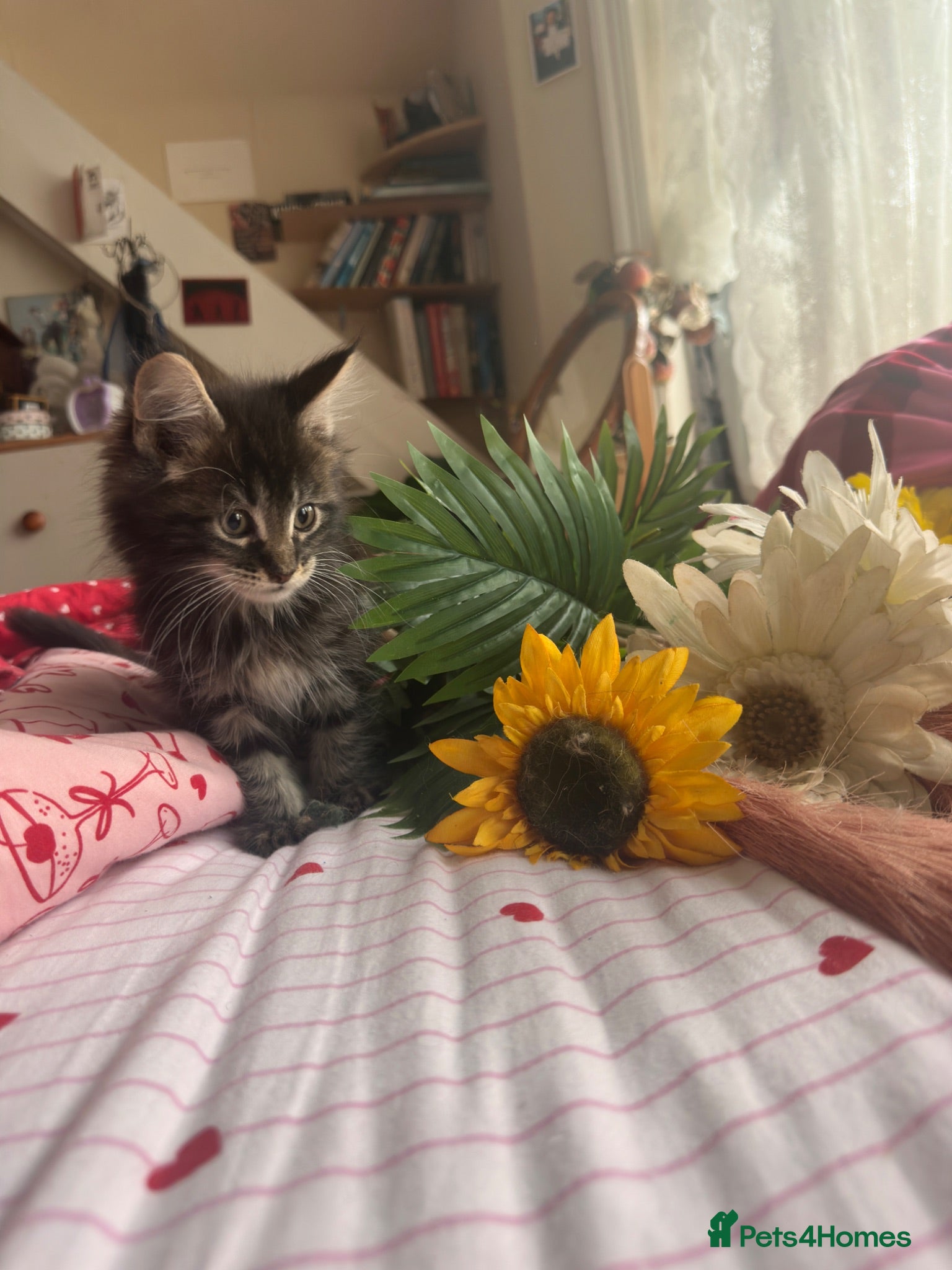 Maine Coon cats 🐾😻Maine Coon kittens 2 remaining😻🐾 - Advert 4