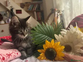 Maine Coon cats 🐾😻Maine Coon kittens 2 remaining😻🐾 - Advert 4