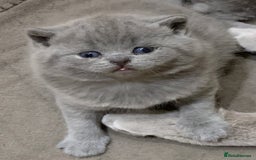 British Shorthair cats for sale: 1 Boy Left-GCCF Pedigr Pure Blue British Shorthair - Image 18