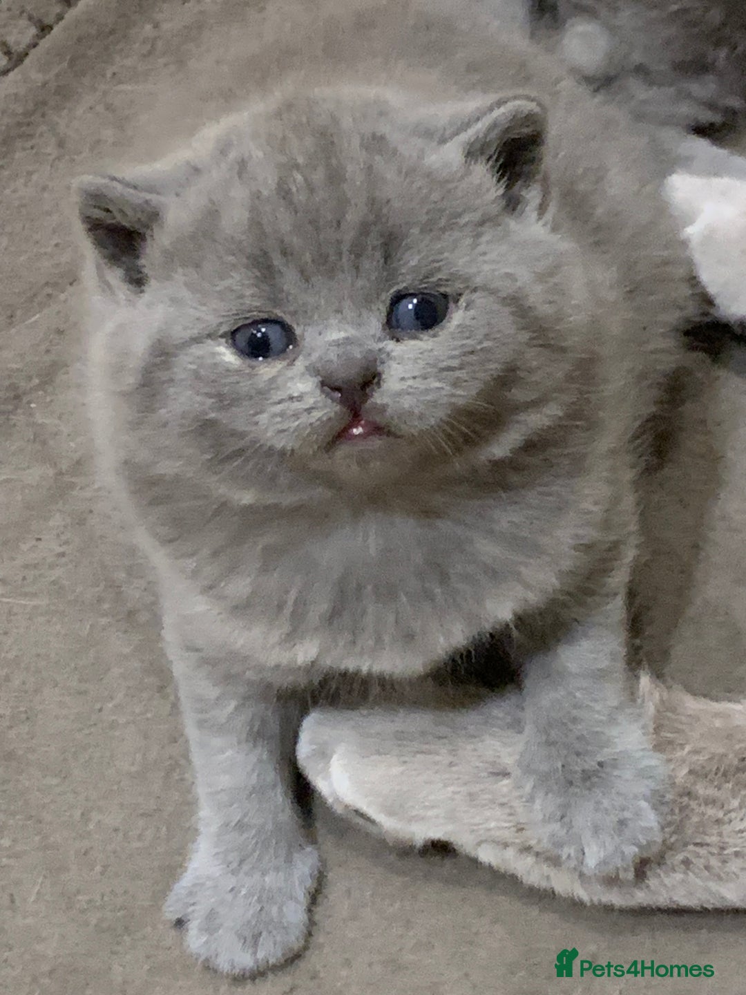 British Shorthair cats for sale: 1 Boy Left-GCCF Pedigr Pure Blue British Shorthair - Image 18