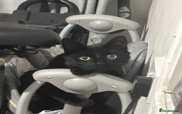 Mixed Breed cats for sale: Cobie , shadows and milo need their forever home  - Image 3