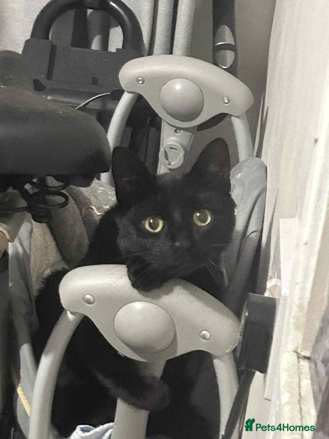 Mixed Breed cats for sale: Cobie , shadows and milo need their forever home  - Image 3