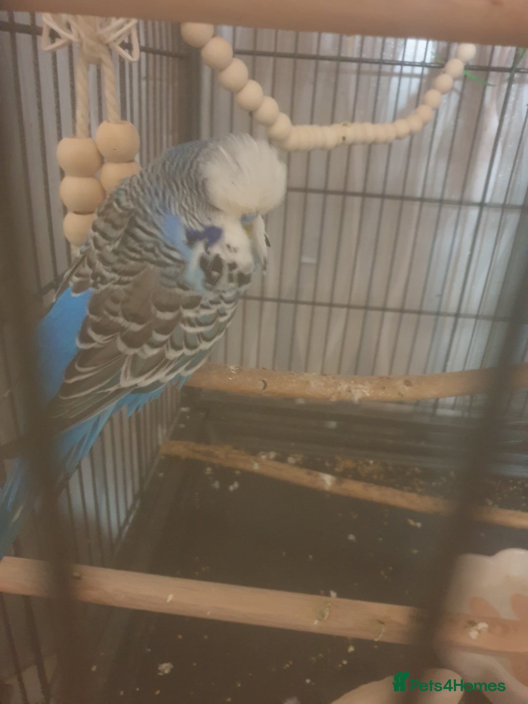 Budgerigars birds for sale: Semi tame female kakariki and 4 show budgies - Image 9
