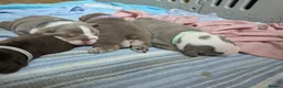 English Bulldog dogs for sale: Amazing English Bulldog Puppies in Coventry - Advert 16