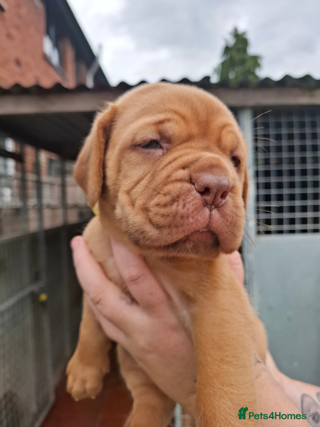 Dogue De Bordeaux dogs for sale: Dogue de Bordeaux pups  - Image 7