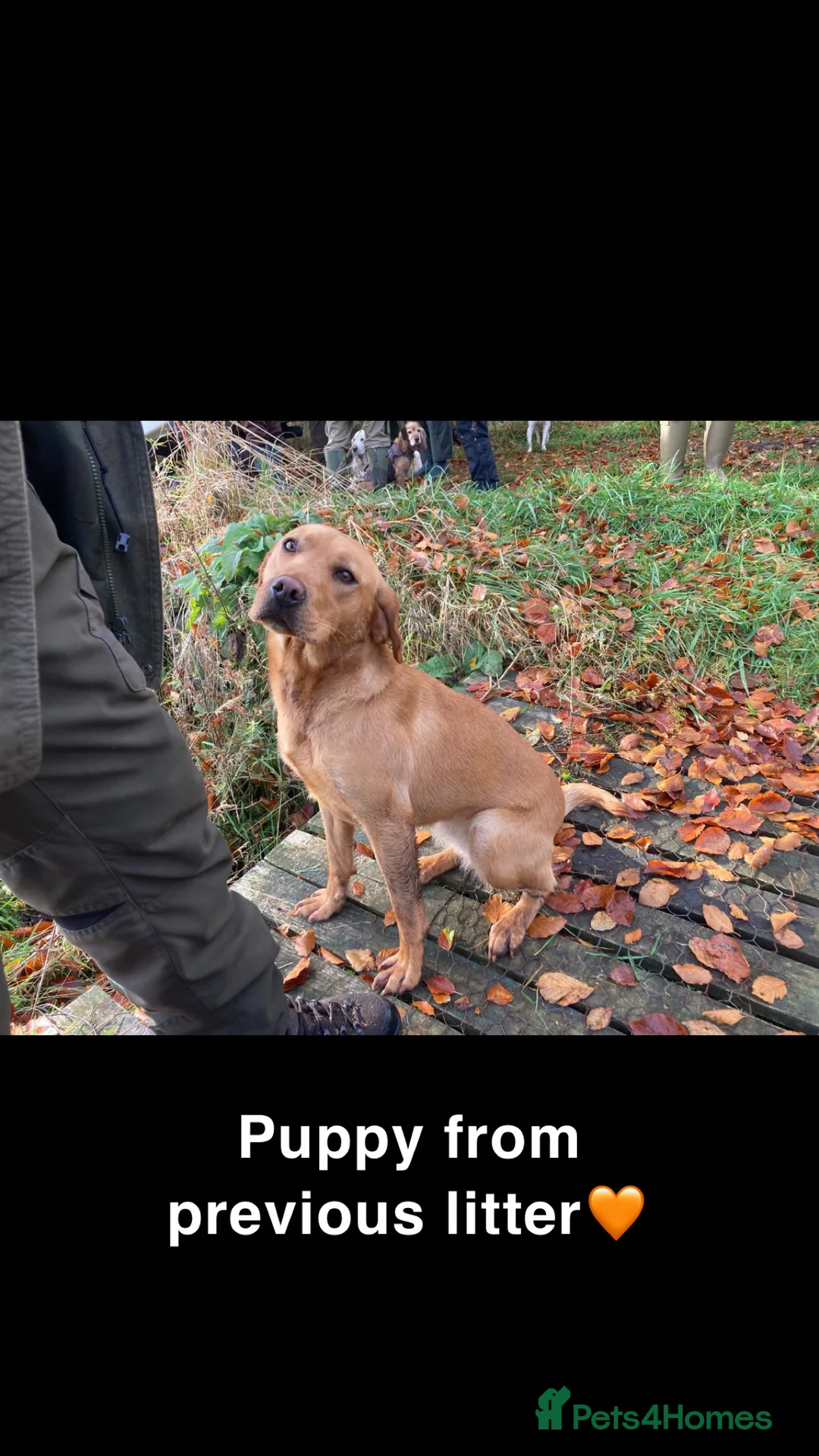 Labrador Retriever dogs for stud: 🌟 Kennel Club Registered Proven Labrador Stud 🌟 in Dundee - Advert 12