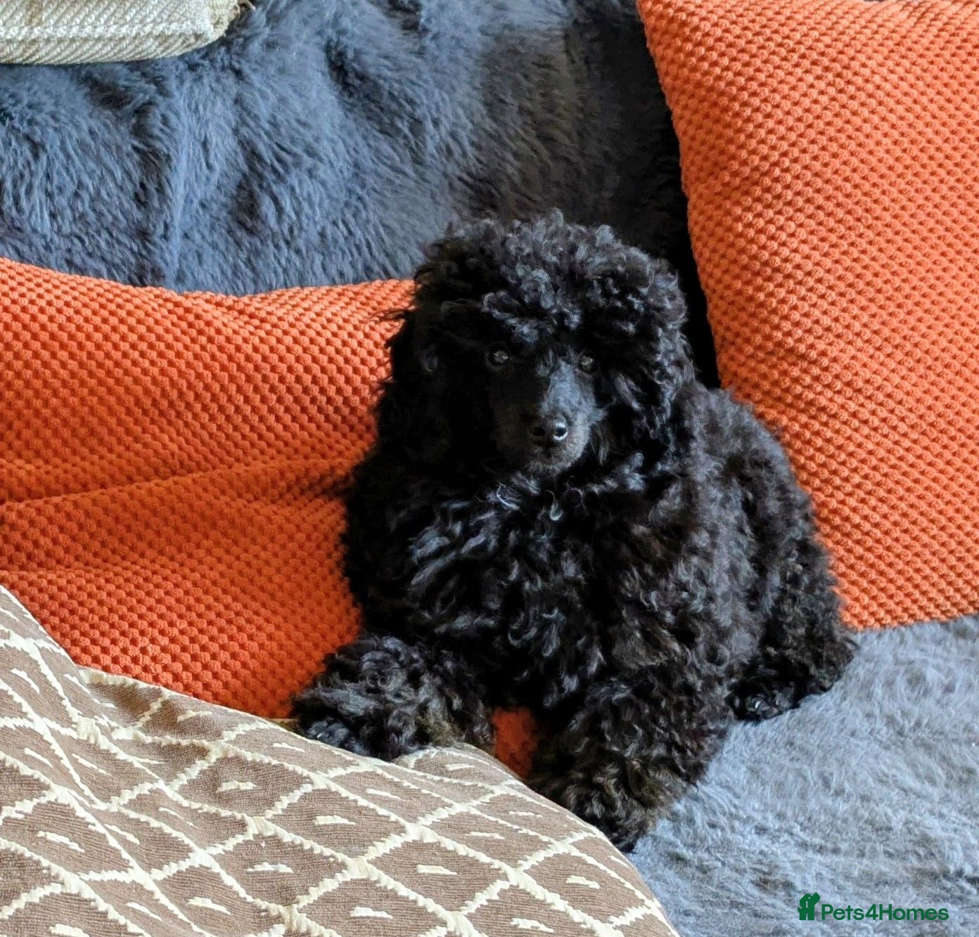 Toy Poodle dogs Toy poodle girl black 18 weeks old  - Advert 4