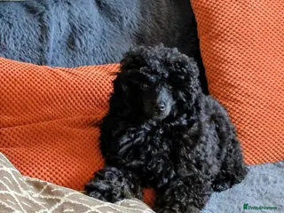Toy Poodle dogs Toy poodle girl black 18 weeks old - Advert 1