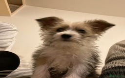 Jackapoo dogs for sale: Jackapoo puppies for sale  - Advert 2