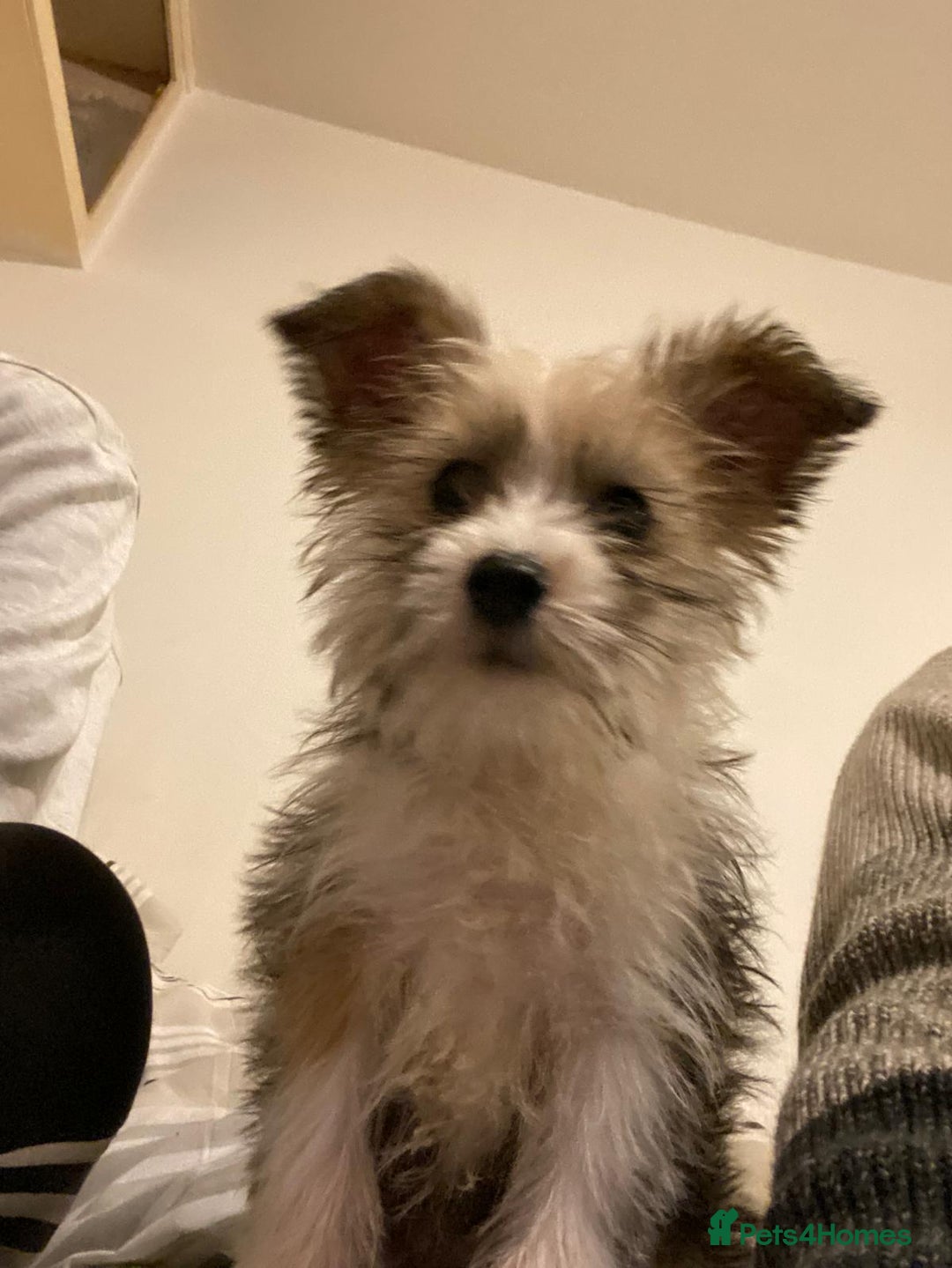 Jackapoo dogs for sale: Jackapoo puppies for sale  - Advert 2