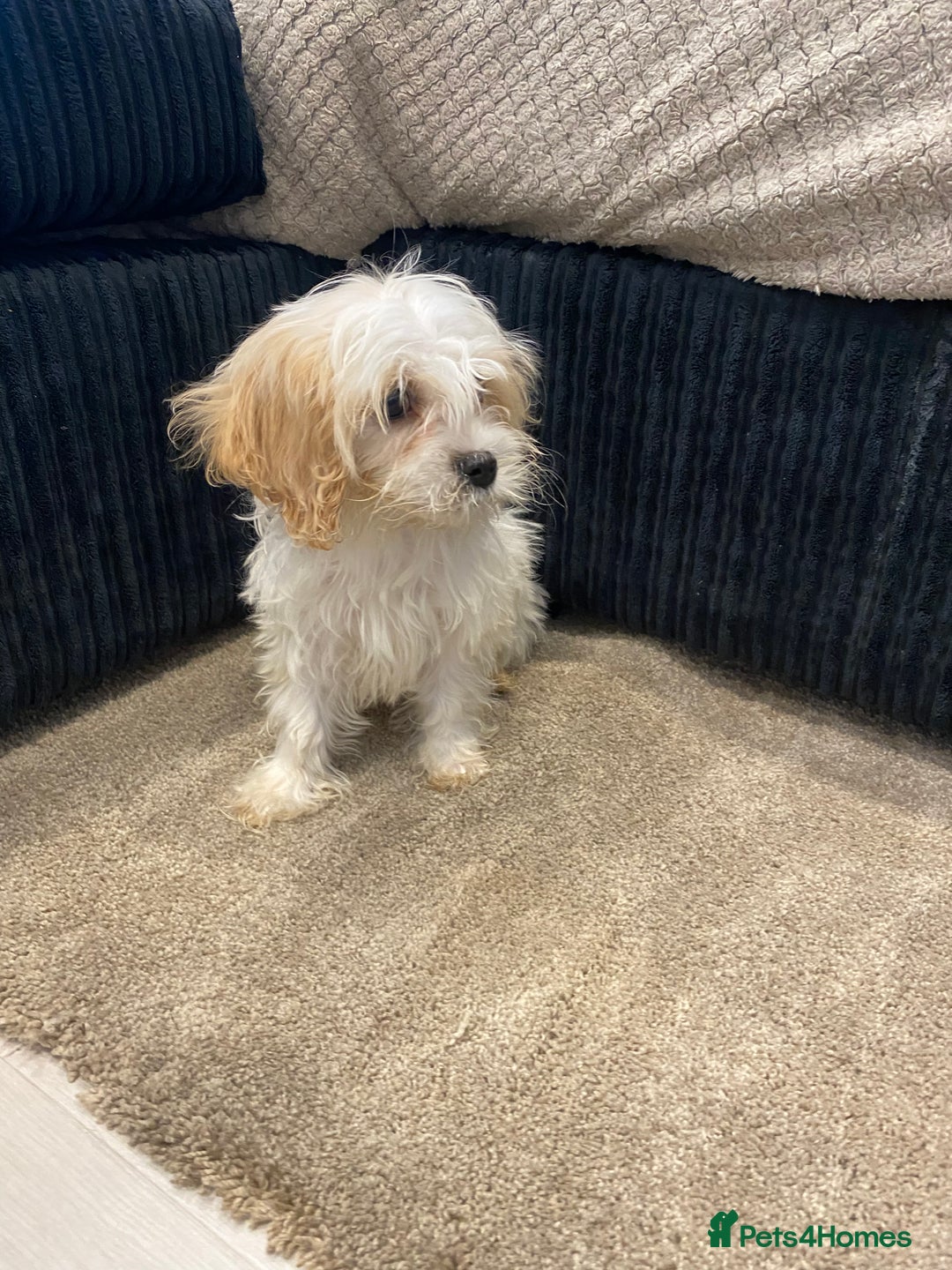 Cavapoo dogs for sale: Extensively health tested puppies - Image 5