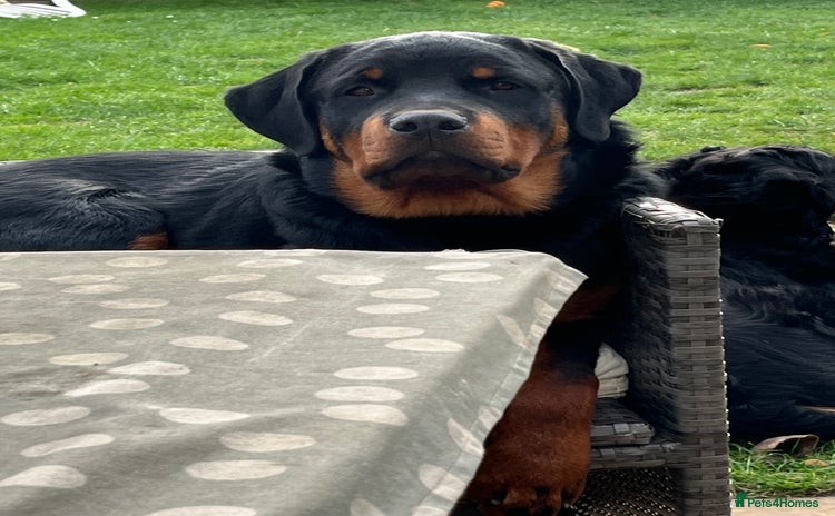 Rottweiler dogs - Advert 1
