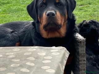 Rottweiler dogs - Advert 4