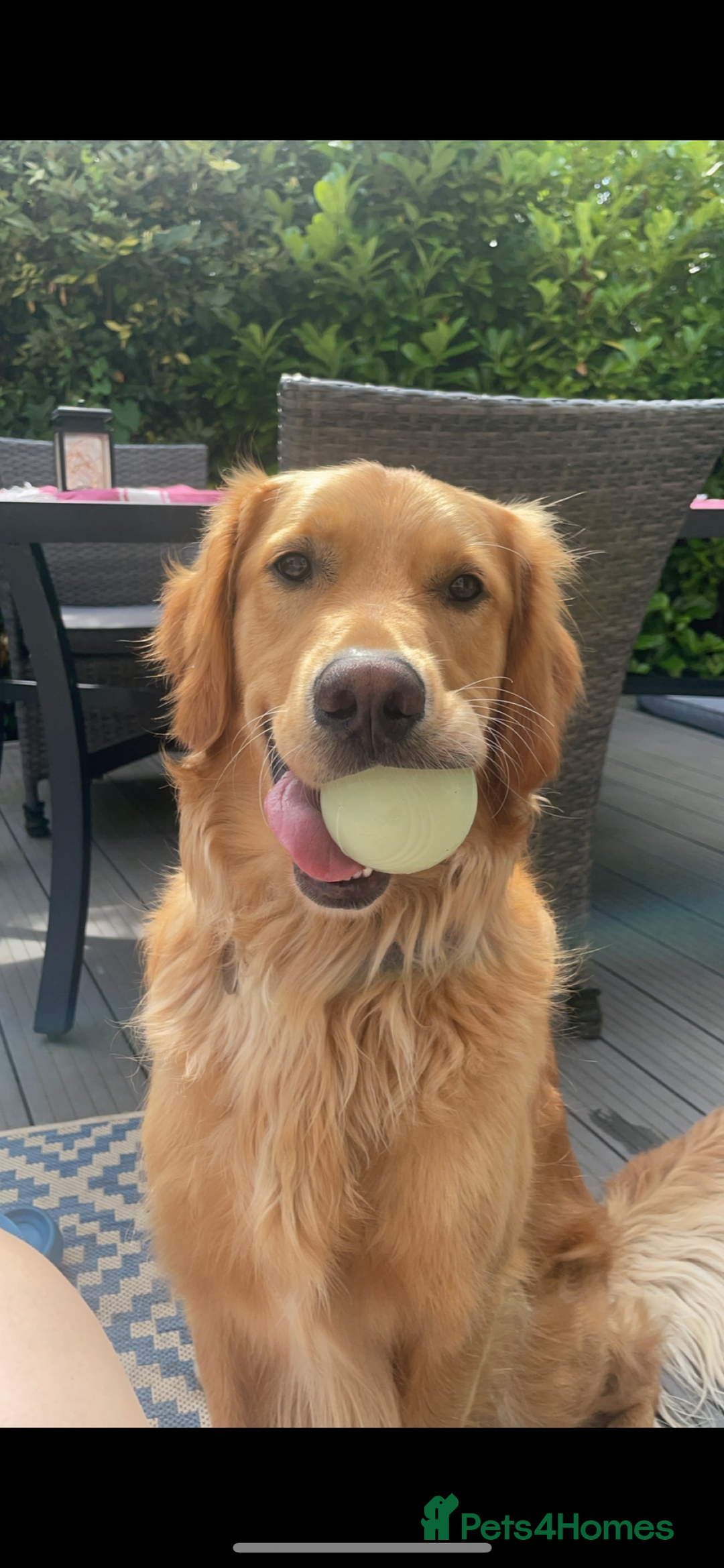 Golden Retriever dogs for sale: Alife  - Advert 2