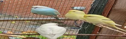 Budgerigars birds for sale: Young budgies for sale. £25 each in Sandbach - Advert 5