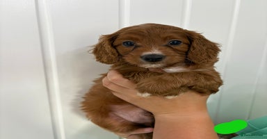 Cavapoo dogs - Advert 2