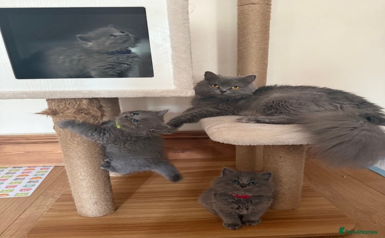 Ragdoll cats - Advert 7