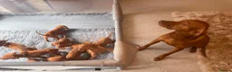 Hungarian Vizsla dogs for sale: KC Hungarian Vizsla Puppies - Advert 4
