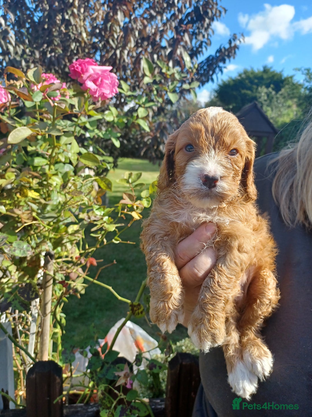 Cockapoo dogs for sale: Last one cockerpoo boy foxred  - Image 7