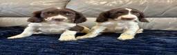 Cocker Spaniel dogs for sale: Cocker spaniel puppies ready now  - Advert 5