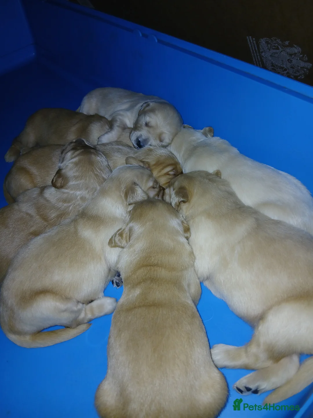 Golden Retriever dogs for sale: Chunky KC registered golden retrievers  - Advert 26