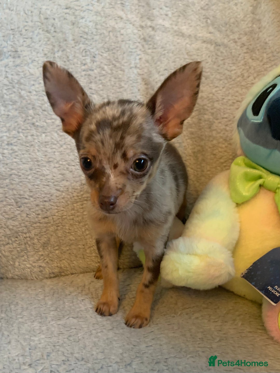 Mixed Breed dogs for sale: Chihuahua x  - Image 20