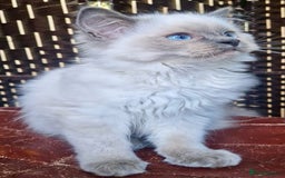 Ragdoll cats for sale: A Unique Ragdoll Kitten Waiting for a Loving home  - Image 19