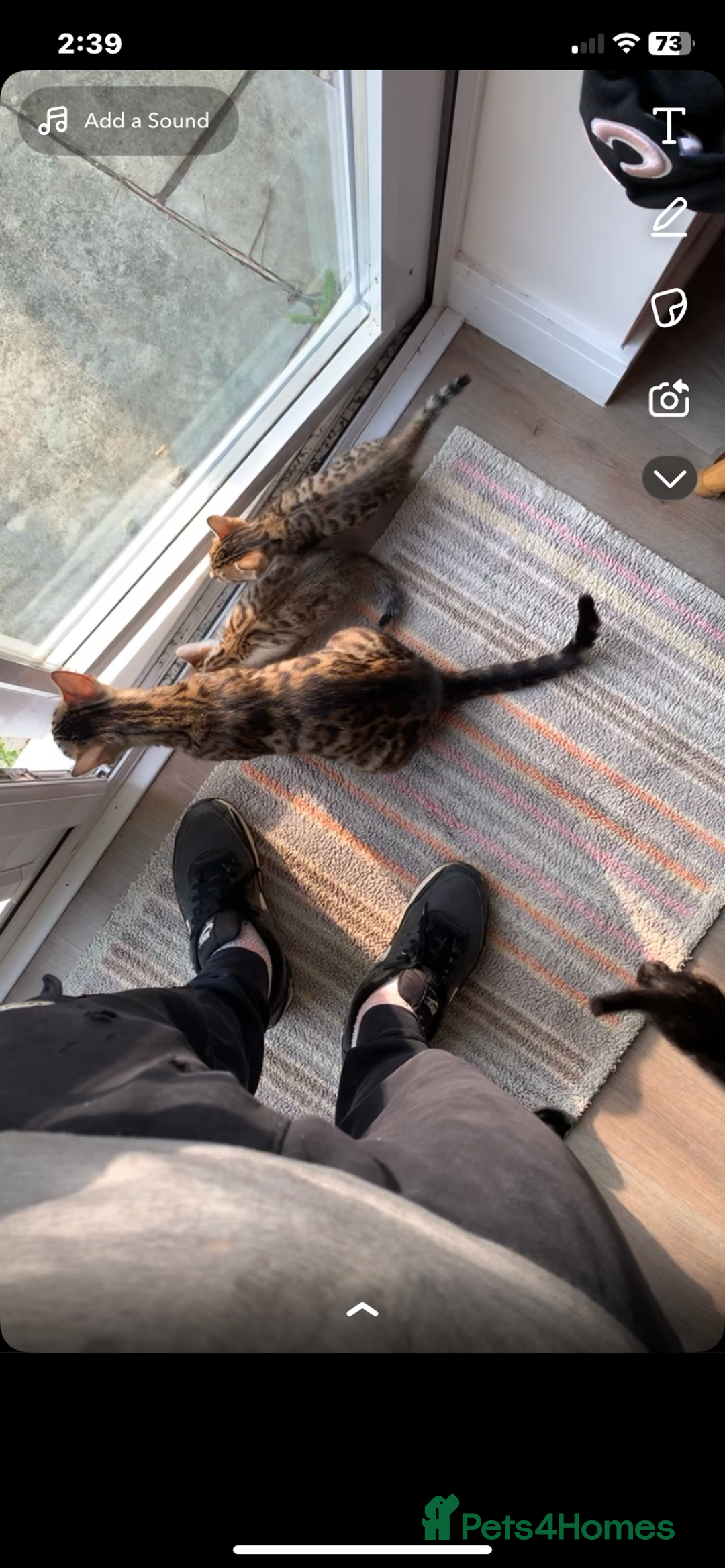 Bengal cats for sale: MIXED BENGAL KITTENS - Image 19