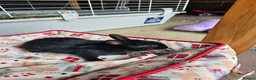 Netherland Dwarf rabbits for sale: Baby bunny - Advert 7