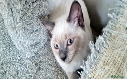 British Shorthair cats for sale: Beautiful Blue British, Lilac, Color point, Tabby  - Image 16
