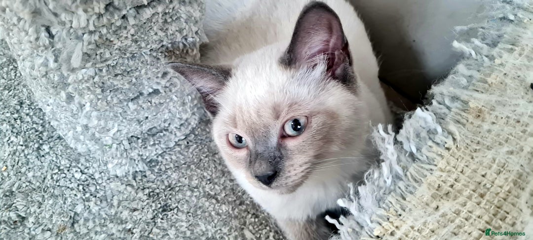 British Shorthair cats for sale: Beautiful Blue British, Lilac, Color point, Tabby  - Image 16