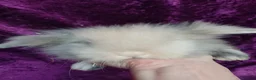 Mini Lion Lop rabbits for sale: Mini lion head lop  - Advert 12