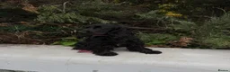 Cocker Spaniel dogs for sale: KC registered show type cocker spaniels  in Sheffield - Advert 2