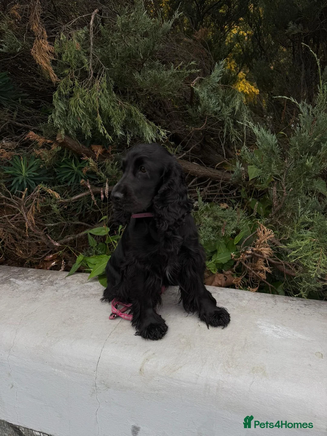 Cocker Spaniel dogs for sale: KC registered show type cocker spaniels  in Sheffield - Advert 2