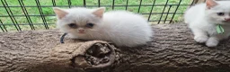 Persian cats for sale: Persian x BSH - Advert 6