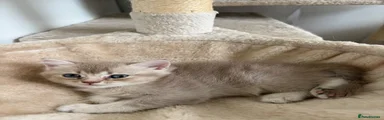British Shorthair 3