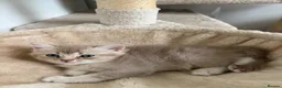 British Shorthair cats for sale: British short hair  - Advert 7