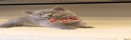 Scottish Fold cats for sale: Last female Scottish fold kittens 🐾 - Advert 8