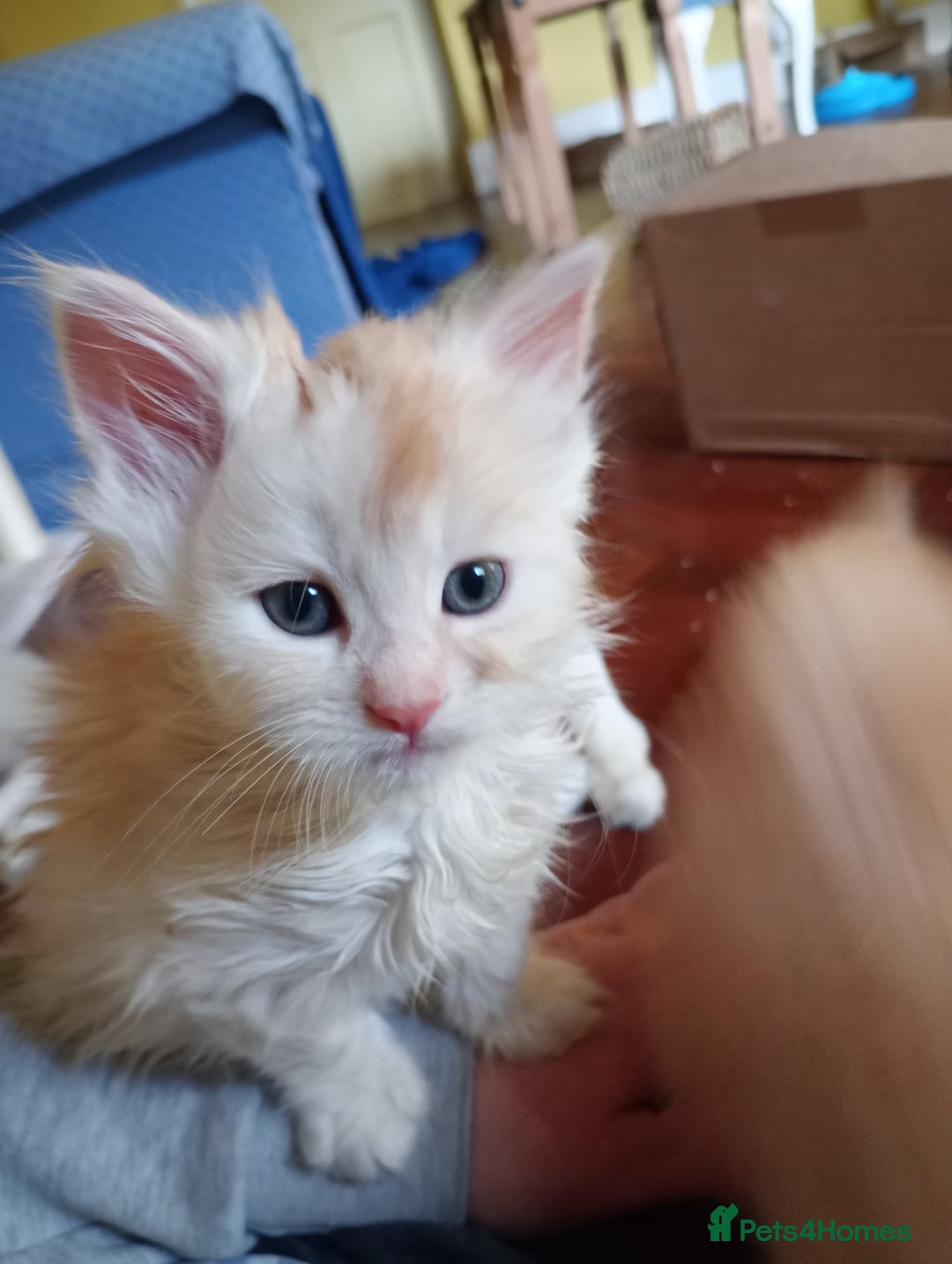 Maine Coon cats for sale: Maine coon kittens - Advert 11