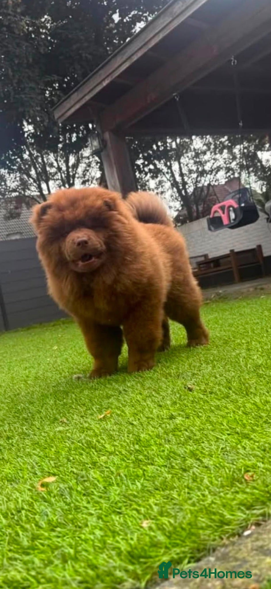 Chow Chow dogs Chocolate male - Advert 13