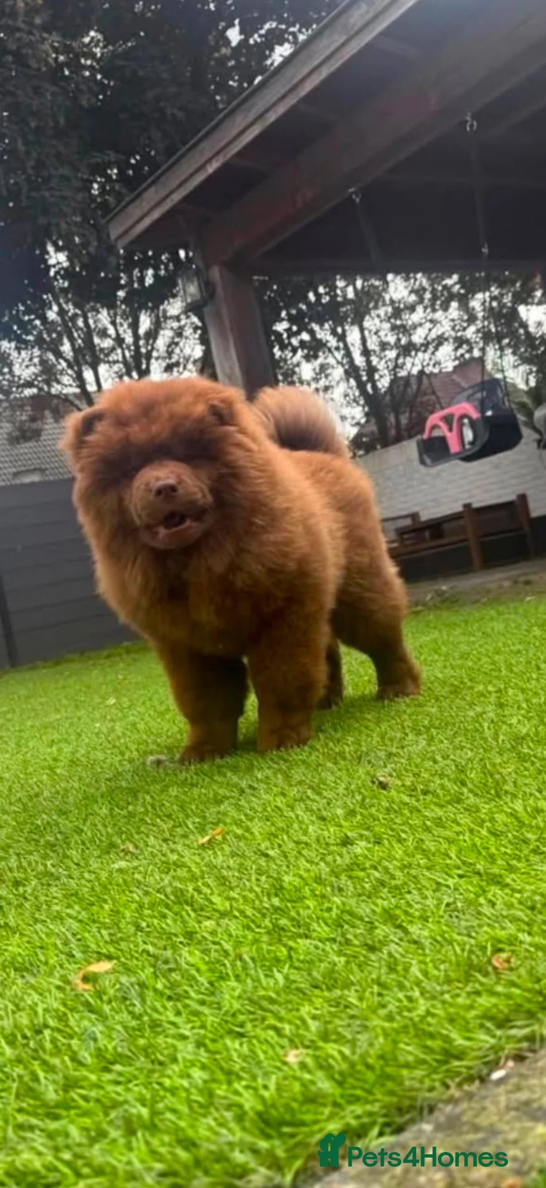 Chow Chow dogs for sale: Chocolate male - Advert 1