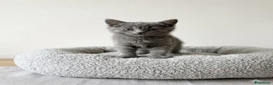 Mixed Breed Kitten 4