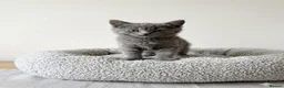 Mixed Breed cats for sale: Scottish fold x Ragdoll mix - Advert 7