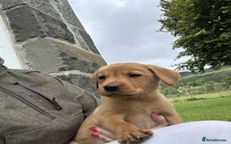 Labrador Retriever dogs for sale: Fox red Labrador Retrievers pups for sale. - Image 7