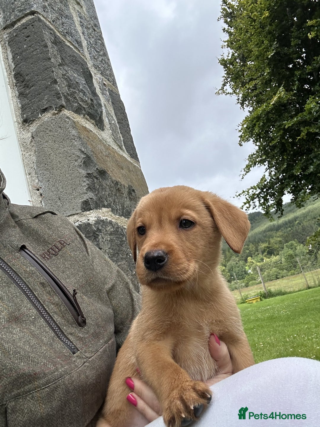 Labrador Retriever dogs for sale: Fox red Labrador Retrievers pups for sale. - Image 7